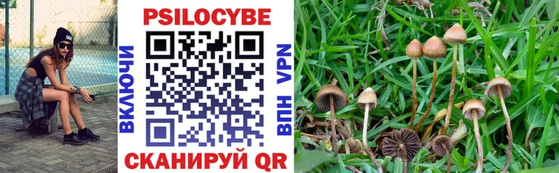 Купить где  Оса  Псилоцибиновые грибы Magic Shrooms 